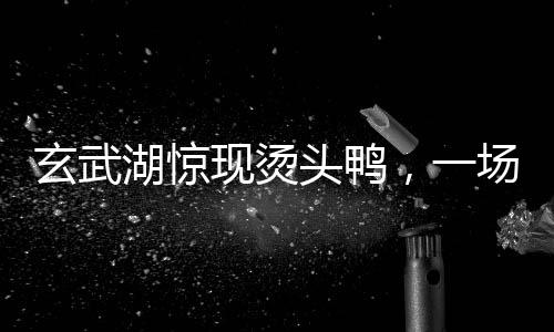 玄武湖驚現(xiàn)燙頭鴨，一場(chǎng)自然與都市的奇遇