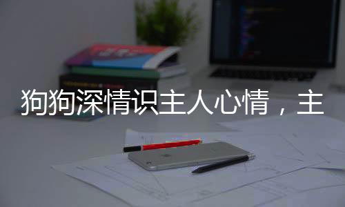 狗狗深情識主人心情，主動安慰觸動心靈
