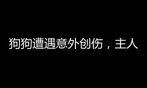狗狗遭遇意外創(chuàng)傷，主人緊急處理貼創(chuàng)口貼——動物保護(hù)與急救知識普及