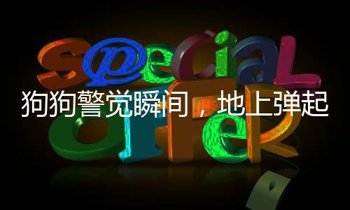 狗狗警覺(jué)瞬間，地上彈起震撼場(chǎng)景