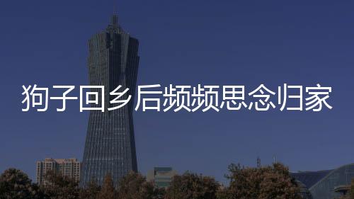 狗子回鄉(xiāng)后頻頻思念歸家之路，一段關(guān)于忠誠(chéng)與依戀的故事