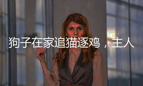 狗子在家追貓逐雞，主人采取約束措施