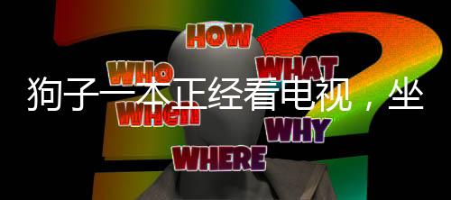 狗子一本正經(jīng)看電視，坐在主人腿上成焦點