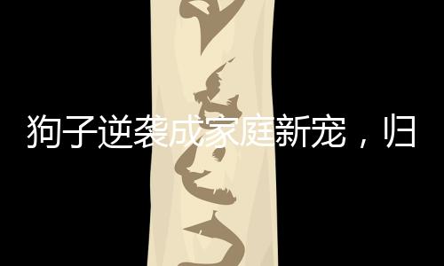 狗子逆襲成家庭新寵，歸來(lái)，責(zé)任感重生過(guò)年回家的狗子已經(jīng)成為家中的得力助手