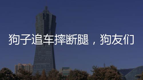 狗子追車摔斷腿，狗友們紛紛來看望——友情的見證與溫情的力量