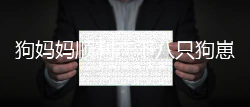 狗媽媽順利產(chǎn)下八只狗崽，帶娃時(shí)表現(xiàn)出暴躁情緒