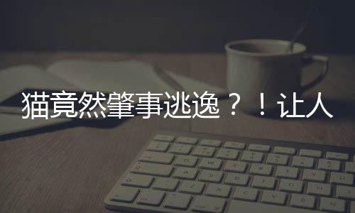 貓竟然肇事逃逸？！讓人震驚的交通真相揭秘