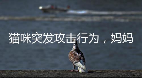 貓咪突發(fā)攻擊行為，媽媽迅速反應(yīng)保護(hù)小孩——一則關(guān)于寵物安全與兒童教育的提醒