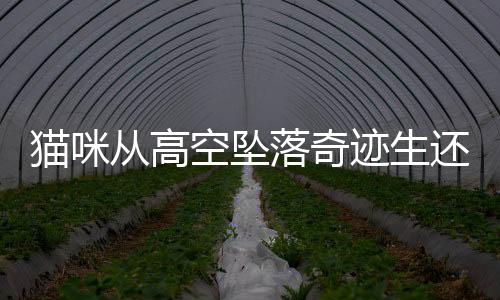 貓咪從高空墜落奇跡生還，一場意想不到的奇跡經(jīng)歷的故事