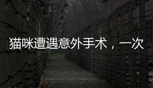 貓咪遭遇意外手術(shù)，一次令人震驚的絕育與脾臟摘除事件
