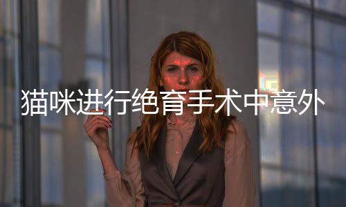貓咪進(jìn)行絕育手術(shù)中意外摘除脾臟，專(zhuān)家解讀與警示