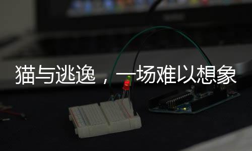 貓與逃逸，一場(chǎng)難以想象的肇事逃逸事件揭秘