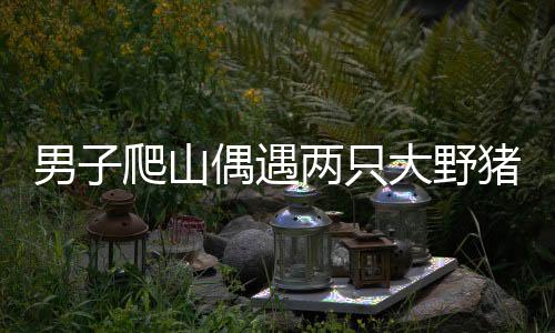 男子爬山偶遇兩只大野豬，一次驚喜而又刺激的森林冒險(xiǎn)