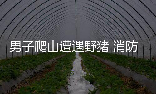 男子爬山遭遇野豬 消防緊急出動