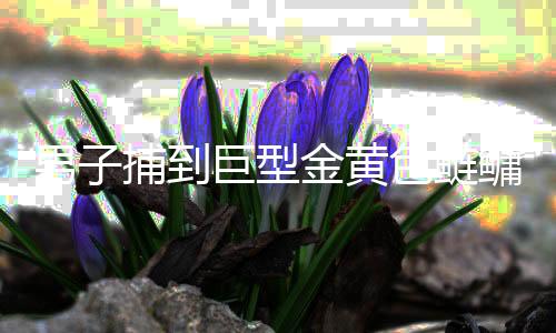 男子捕到巨型金黃色鰱鳙魚，重達(dá)90斤，引發(fā)關(guān)注
