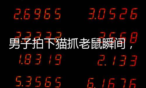 男子拍下貓抓老鼠瞬間，揭秘自然界的生存智慧