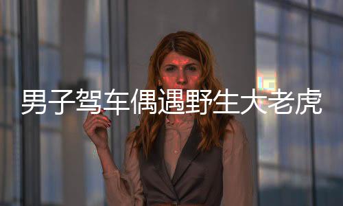 男子駕車偶遇野生大老虎，一次驚險的自然邂逅