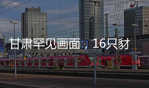 甘肅罕見畫面，16只豺同框現(xiàn)身