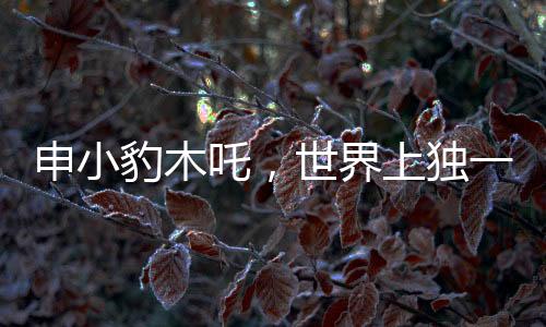 申小豹木吒，世界上獨(dú)一無二，鏡像般的另一個我