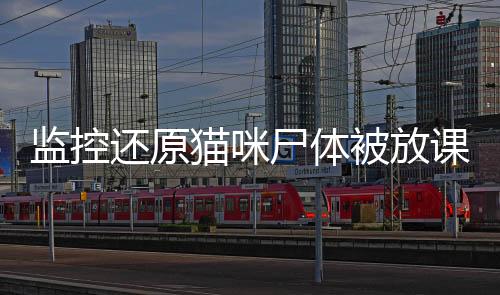 監(jiān)控還原貓咪尸體被放課桌事件全記錄