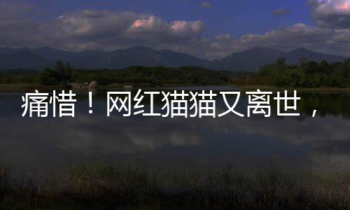 痛惜！網(wǎng)紅貓貓又離世，年僅二十四歲