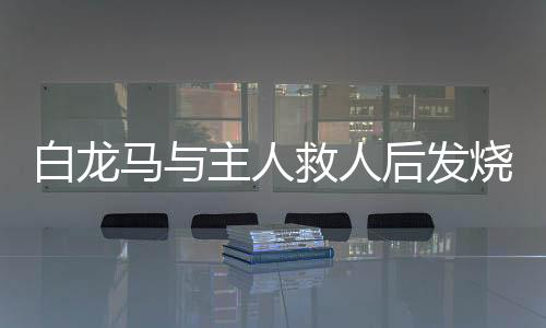 白龍馬與主人救人后發(fā)燒至40度，患難與共的感人故事