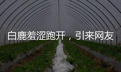 白鹿羞澀跑開(kāi)，引來(lái)網(wǎng)友熱議