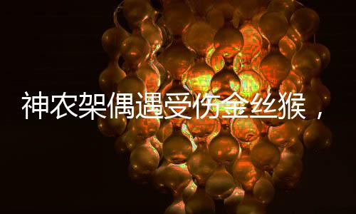 神農(nóng)架偶遇受傷金絲猴，人與自然和諧共生的生動見證