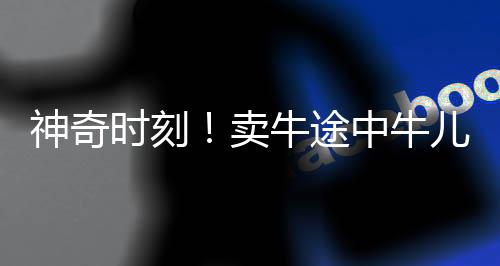 神奇時刻！賣牛途中牛兒深情下跪，盡顯生命感動人心