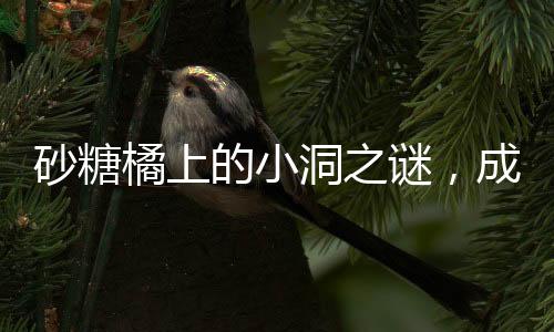 砂糖橘上的小洞之謎，成因、影響與解決方案
