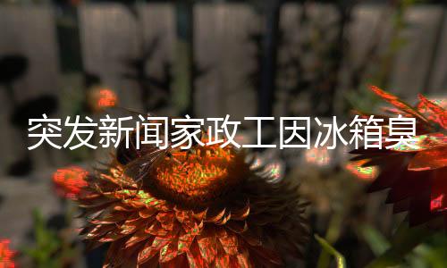 突發(fā)新聞家政工因冰箱臭暈倒，事件引發(fā)社會(huì)關(guān)注