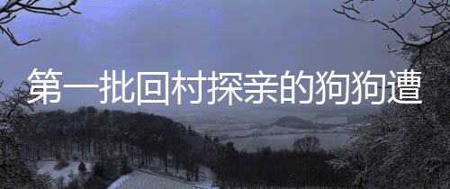 第一批回村探親的狗狗遭遇挑戰(zhàn)，不慎落入糞坑亟待救援