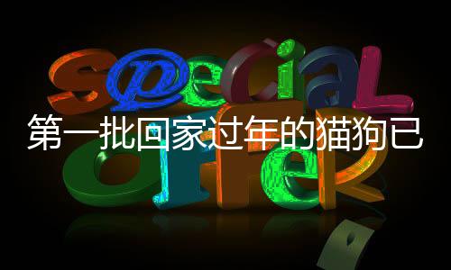 第一批回家過年的貓狗已經(jīng)在路上了，返鄉(xiāng)寵物的溫馨之旅