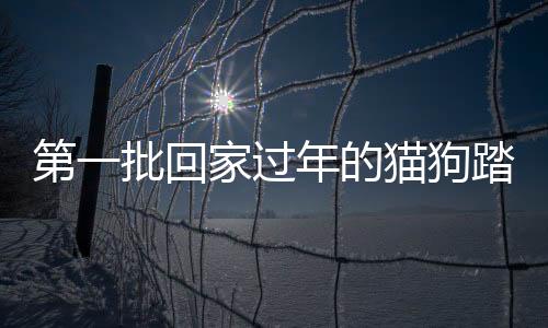 第一批回家過年的貓狗踏上歸途，人與寵物的溫馨故事正在上演