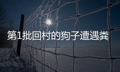 第1批回村的狗子遭遇糞坑危機
