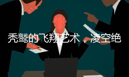禿鷲的飛翔藝術(shù)，凌空絕舞，展現(xiàn)自然魅力