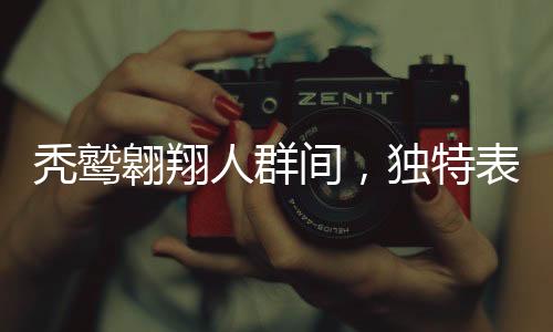 禿鷲翱翔人群間，獨(dú)特表演驚艷四座