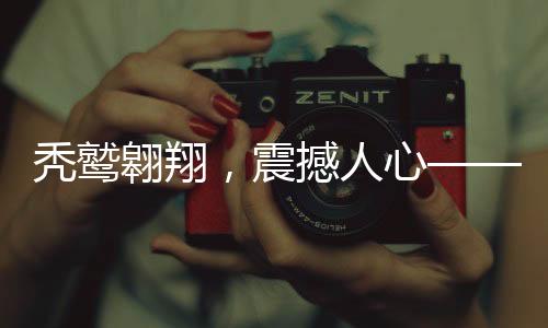 禿鷲翱翔，震撼人心——獨(dú)特的禿鷲表演秀亮相城市上空