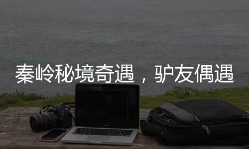 秦嶺秘境奇遇，驢友偶遇罕見六不像神獸
