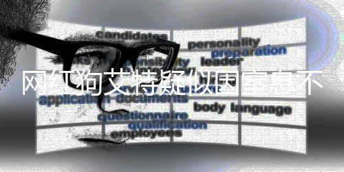 網(wǎng)紅狗艾特疑似因窒息不幸離世，獸醫(yī)揭示死因