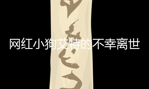 網(wǎng)紅小狗艾特的不幸離世，哀悼與反思