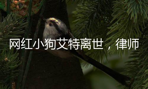 網(wǎng)紅小狗艾特離世，律師解讀相關事宜