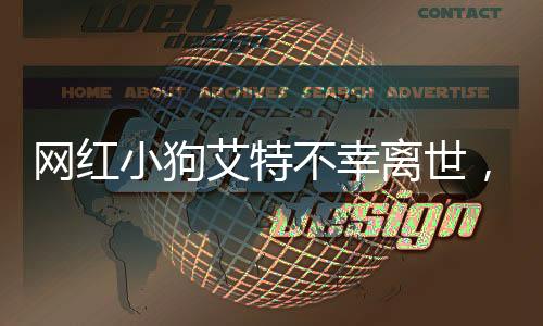 網(wǎng)紅小狗艾特不幸離世，潘宏深情發(fā)文道歉
