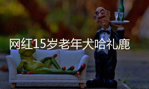 網(wǎng)紅15歲老年犬哈禮鹿去世，緬懷一只傳奇狗狗的一生