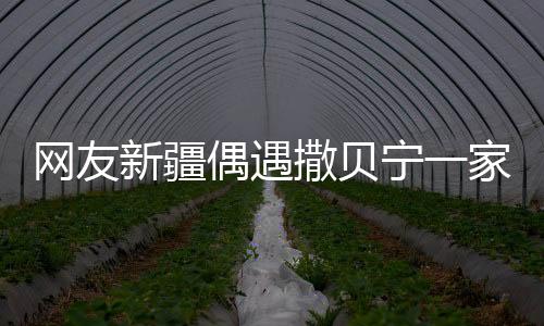 網(wǎng)友新疆偶遇撒貝寧一家四口，星光閃耀的平凡之旅