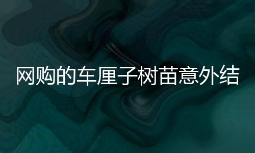 網(wǎng)購(gòu)的車?yán)遄訕涿缫馔饨Y(jié)出海棠果——一次別樣的種植體驗(yàn)