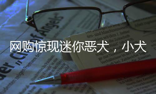 網(wǎng)購驚現(xiàn)迷你惡犬，小犬只如襪子般大小，萌態(tài)可掬