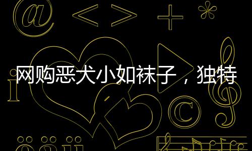 網(wǎng)購惡犬小如襪子，獨(dú)特寵物風(fēng)潮挑戰(zhàn)傳統(tǒng)觀念