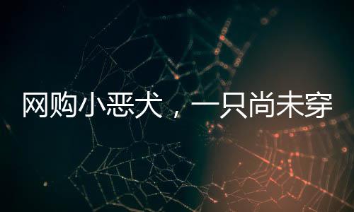 網(wǎng)購(gòu)小惡犬，一只尚未穿上成人襪子的新生犬的溫暖故事
