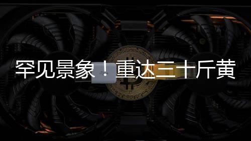 罕見景象！重達(dá)三十斤黃麂闖入村民家中，引發(fā)自然觀察熱潮
